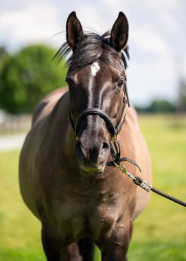 Açık havada doğal ışıkta duran koyu kahverengi atın yakın görüntüsü. Kırsal yaşam tarzı, çiftçilik, at yetiştiriciliği ve süvari zarafeti gibi konular için mükemmel..