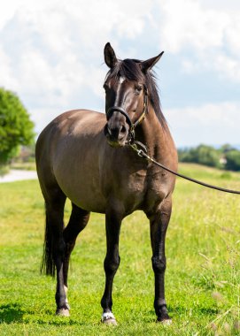 Koyu kahverengi at güneşli bir günde yeşil arazide yürür ve kameraya bakar. Kulaklar ayrı ayrı açılır, farkındalık ya da dikkat çeker. Özgürlük kavramı, doğa, kırsal yaşam.