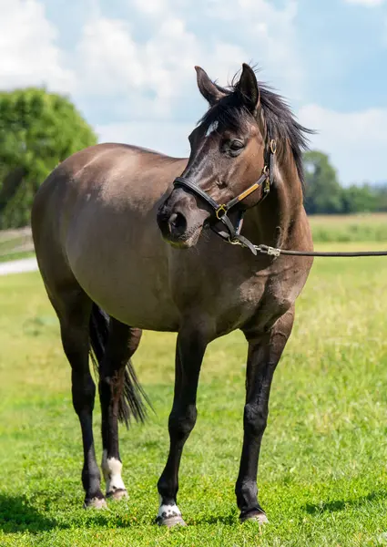 Açık alanda koyu kahverengi bir at, doğal ışıkta yakalanmış. Doğa, tarım, kırsal yaşam tarzı ve hayvan güzelliği konularına uygun..