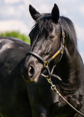 Kırsal özgürlük ve güzelliği temsil eden, güneşli yeşil tarlada zarif siyah at. Özgürlük kavramı, doğa, kırsal yaşam.