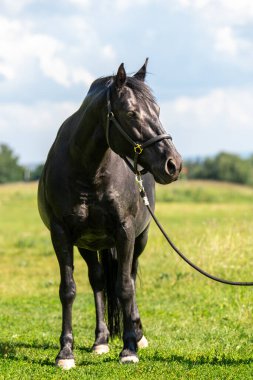 Güneşli bir yaz gününde yeşil tarlada duran siyah at. Kırsal ve doğal ortam. Geleneksel kırsal yaşam tarzı, doğal güzellik. Doğa, hayvanlar, kırsal yaşam ve binicilik güzelliği kavramı.