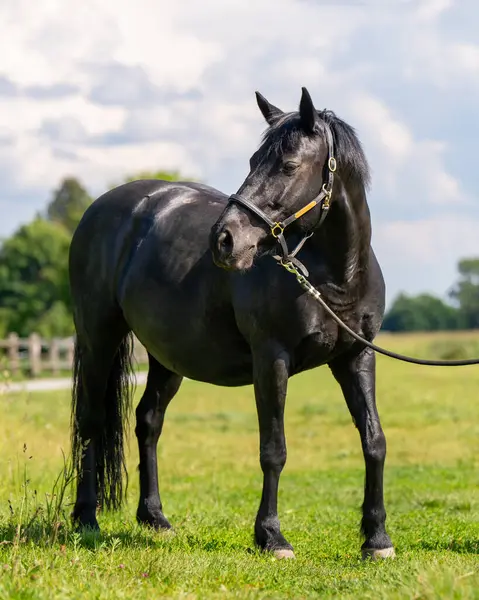 Parlak yaz güneşi altında kırsal alanda görkemli bir siyah at. Özgürlük kavramı ve kırsal yaşam..