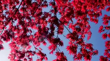 Parlak kırmızı akçaağaç yaprakları, Acer Rubrum, rüzgarda hafifçe sallanırken arka planda açık mavi gökyüzü. Sezonluk projeler, doğa temaları veya arka plan kullanımı için mükemmel canlı ve renkli bir sahne.