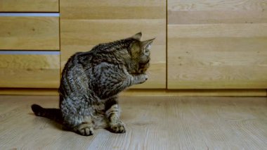 Kapalı bir ortamda pençelerini yalayan hoşnut gri kedinin yakınlaşması. Evcil hayvan bakımı, rahatlama ve evde rahat yaşam özünü yakalar.. 