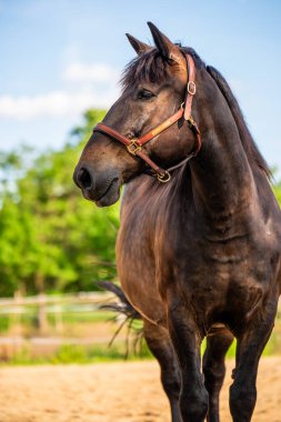 Kırsal alanda açık otlakta at. Açık gökyüzü ve yeşil otlağı olan manzaralı bir yer. Binicilik turizmi, çiftlik hayvanları ve kırsal yaşam tarzı gibi konular için harika..