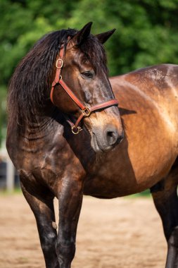 Kır çiftliğindeki çayırda duran güzel kahverengi at. Otlaklı ve çitli kırsal alan. At binme, doğa ve kırsal yaşam kavramları için mükemmel..