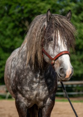 Sakin gri atın portresi. Kürkün detaylı dokusu ve doğal ışıkta yakalanan nazik gözler. Binicilik, çiftlik hayvanları ve kırsal konular için mükemmel..