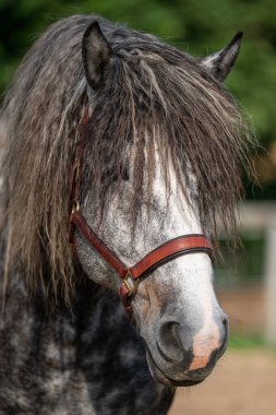 Nazik gri at suratının yakın görüntüsü. Doğal güzelliğe, ifadeye, palto detaylarına odaklan. Kırsal, hayvan bakımı ve binicilik kavramları için ideal..
