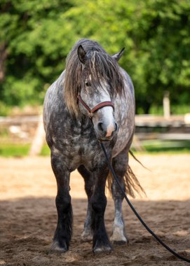 Dapple Grey atı kırsal kesimdeki çitli çayırda sakince duruyor. Manzaralı kırsal çevre, at bakımı, binicilik yaşamı, hayvan güzelliği teması için ideal.