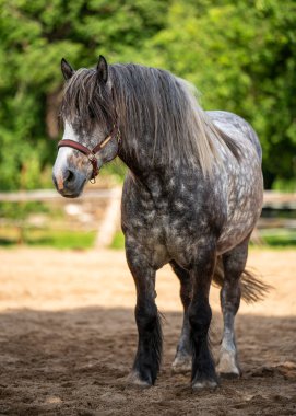 Kırsal kesimdeki otlakta gri dapple atı. Sakin kırsal alan, kırsal yaşam tarzı, at yetiştiriciliği ve huzurlu hayvan anları için harika..