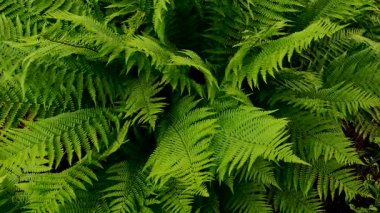 Yemyeşil eğreltiotu yaprakları yavaşça sallanarak doğal bir zemin oluşturur. Ekonomi ve sağlık için ideal.