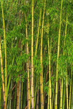 Yeşil bambu sapları ve doğal arka planda yapraklar. Taze tropik yeşillik, canlı yeşillik. Çevre, kaplıca, sağlık ve doğa temalı tasarımlar için idealdir..