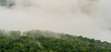 Dolomitler, İtalya 'da orman ağaçlarını kaplayan kalın bir sis bulutu. Atmosferik manzara, karamsar hava, dağ yabanda doğal gizem. Doğa temaları ve yalnızlık için ideal..