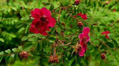 Rosa Moyesii dalını kırmızı çiçekli ve yapraklı yağmur damlacıklarıyla kapatın. Botanik, romantik ya da doğa temalı projeler için mükemmel.