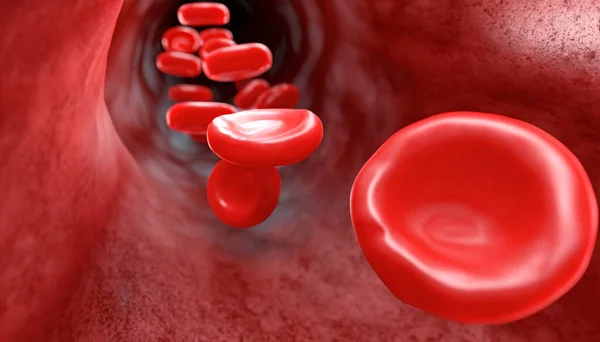 Red Blood cells flow through veins, Human body system