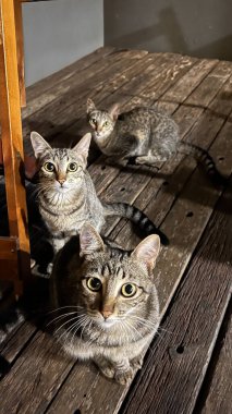 3 kedi yukarı bakıyor.