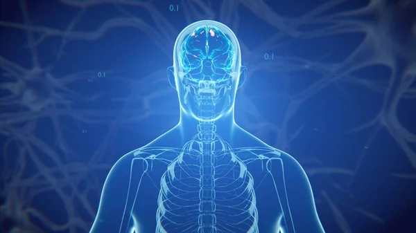 Тривимірна Медично Точна Ілюстрація Людського Мозку Концептуальна Рентгенологія Рентгенівський Промінь — стокове фото