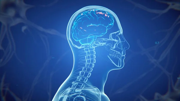 Оказал Медицинскую Точность Иллюстрации Человеческого Мозга Концепция Рентгенологии Рентгенологии Человеческого — стоковое фото