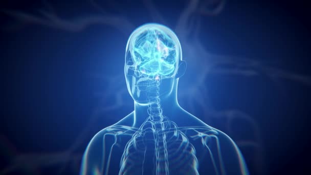 Оказал Медицинскую Точность Иллюстрации Человеческого Мозга Концепция Рентгенологии Рентгенологии Человеческого — стоковое видео