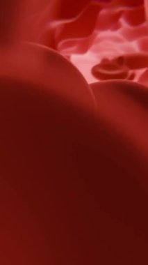 Sağlık konsepti. Kan damarının içinde, beyaz kan hücreleri damarın içinde, yüksek kalite 3D görüntüleme 4K. Kan hücreleri, animasyon tıbbi video