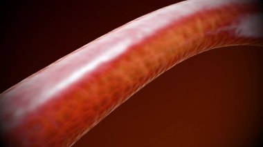 Red blood cells in an artery or blood vessel , flow inside body, medical human health-care. 3D Rendering.Blood cells in motion within an artery, showcasing scientific research, cardiovascular health