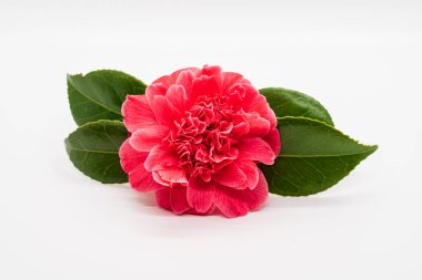Pink Camillia flower with leaves isolated on a white background
