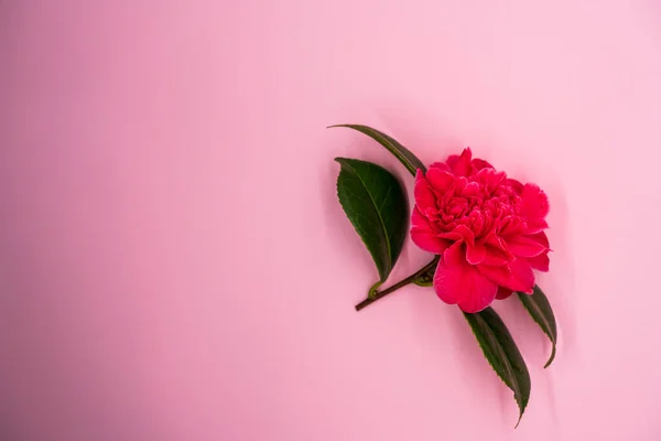 Pembe bir Camillia çiçeği. Pembe arkaplandaki yapraklar kopyalanmış.