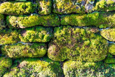 Texture wall background pattern of old moss covered vintage weathered stone