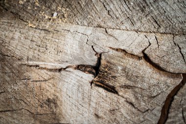 Tree bark abstract texture background pattern multi use abstract image