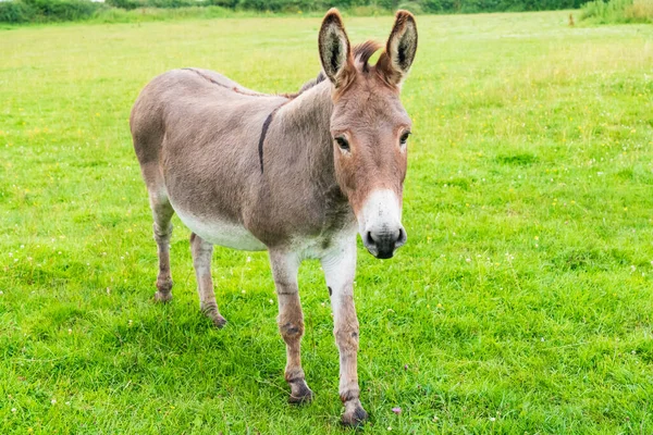 Cute donkey in a field