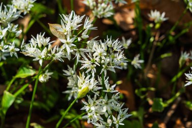 Ormanlık alanda yetişen yabani sarımsak (Allium ursinum)