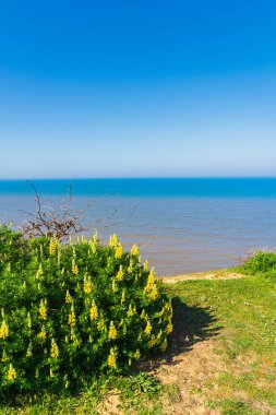 Cliff top with Coastal Yellow Bush Lupine (Lupinus Arboreus) on a Spring day in portrait clipart