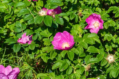 Yeşil yapraklı Mor Rugosa Gülü (Rosaceae)