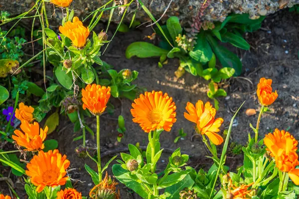 Baharda Turuncu Calendulas Çiçeği (Calendüler Stellata Cav)