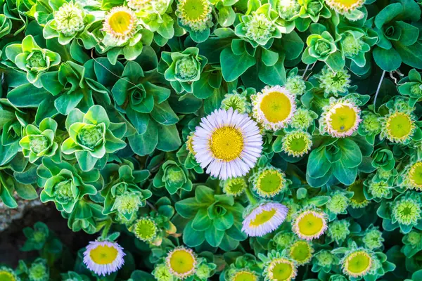 stock image Seaside Daisy Flower (Erigeron Glaucus Ker Gawl) in Spring