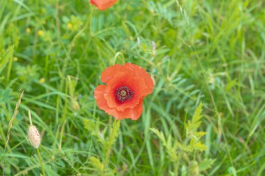 Köprüsü ve mükemmel yansıması olan kanal yolu.