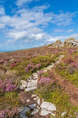 İngiltere 'nin Shropshire kentindeki Stiperstones doğa koruma alanında Kızılcık Kayası' na giden Rocky yolu portre yöneliminde mor fundaların bulunduğu Heathland 'in üzerinde.