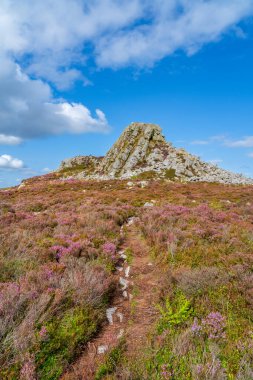 İngiltere 'nin Shropshire kentindeki Stiperstones doğa koruma alanında Kızılcık Kayası' na giden Rocky yolu portre yöneliminde mor fundaların bulunduğu Heathland 'in üzerinde.