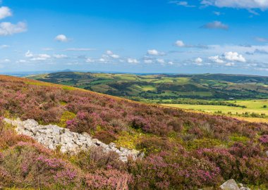 İngiltere 'deki Shropshire kırsalının ön planda mor fundaları olan The Stiperstones Doğa Rezervi' nden görüntüsü