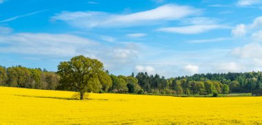 Parlak sarı kolza tohumu tarlasında bir meşe ağacı veya manzara yöneliminde kanola çiçeği