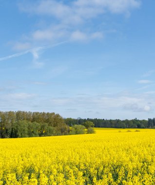 Parlak sarı kolza tohumu çiçeklerinin güzel tarlası portre yöneliminde bahar boyunca İngiltere 'nin kırsalında