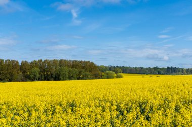 Parlak sarı kolza tohumu çiçeklerinden oluşan güzel bir tarla İngiltere kırsalında ilkbahar boyunca manzara yöneliminde