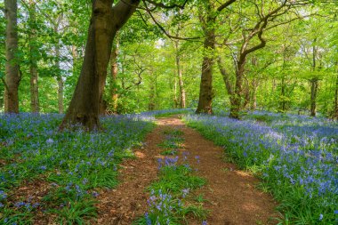 Manzaraya göre BlueBell ormanlarının manzarası