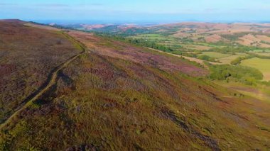 Shropshire, İngiltere 'deki Long Mynd tepe aralığı soldan sağa dönen hava aracı Long Mynd' in tabanındaki Stiperstone ve tarlalarda fundaları gösteriyor.
