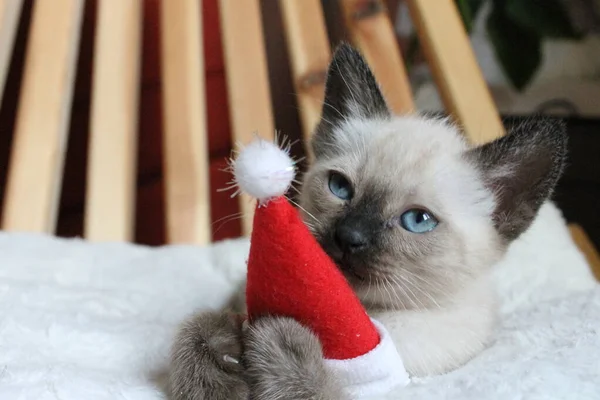 Siamese kitten. Cute kitten with red eyes on christmas background.