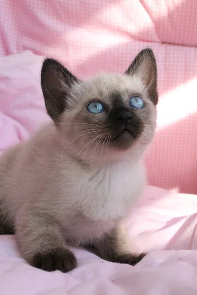 Siamese kitten with blue eyes on pink background. Portrait of cute fluffy cat.