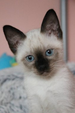 Fotoğrafçı için biraz Siyam pozu mavi gözler, kahverengi burun ve kulaklar.