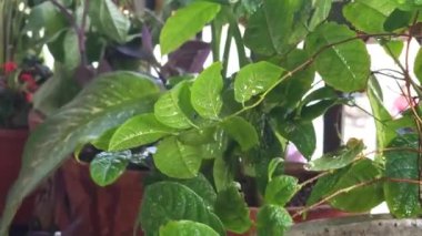 Bahçedeki yeşil bitki