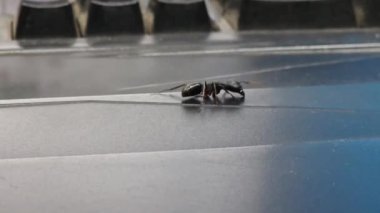 Tahta bir yüzeyde beyaz bir böceğin yakın plan çekimi.