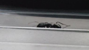 Siyah teyzenin yakın görüntüsü. 